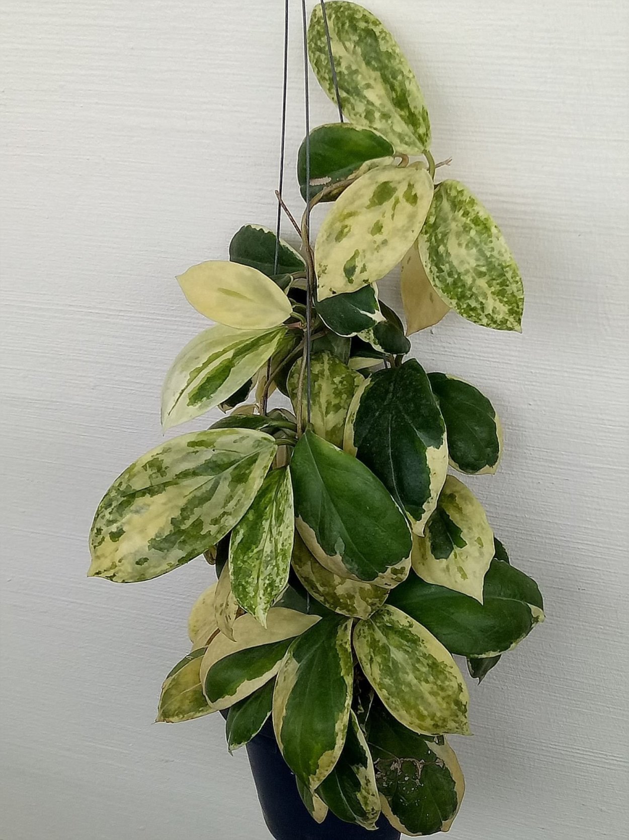 Фикус мохнатый (Ficus villosa Blume)