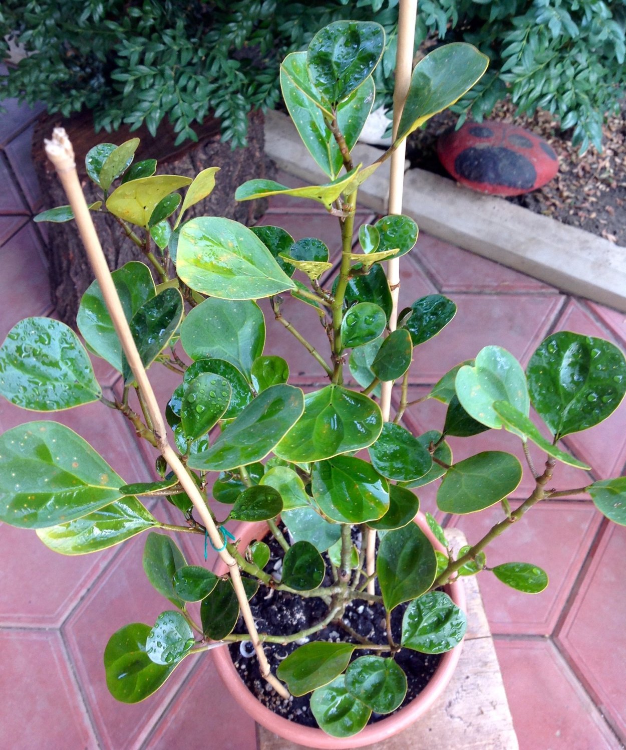 Ficus salicifolia