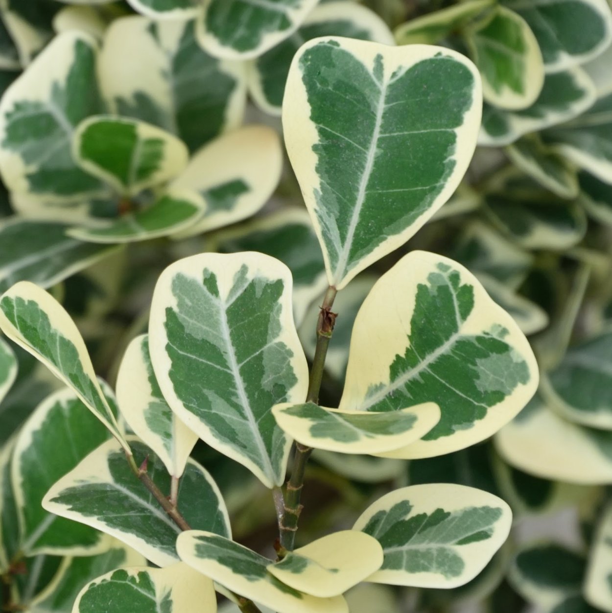 Хойя Обовата Вариегата