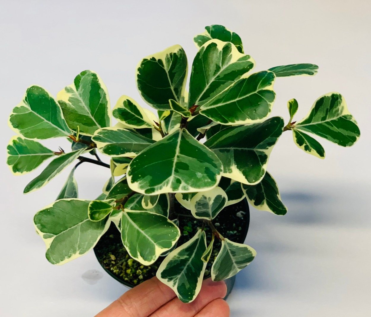 Фикус дельтовидный разнолистный