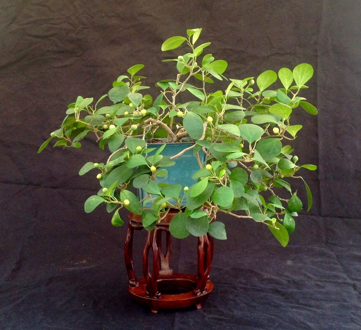 Фикус разнолистный