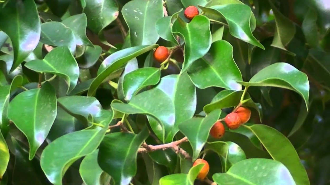 Млечный сок фикуса эластика