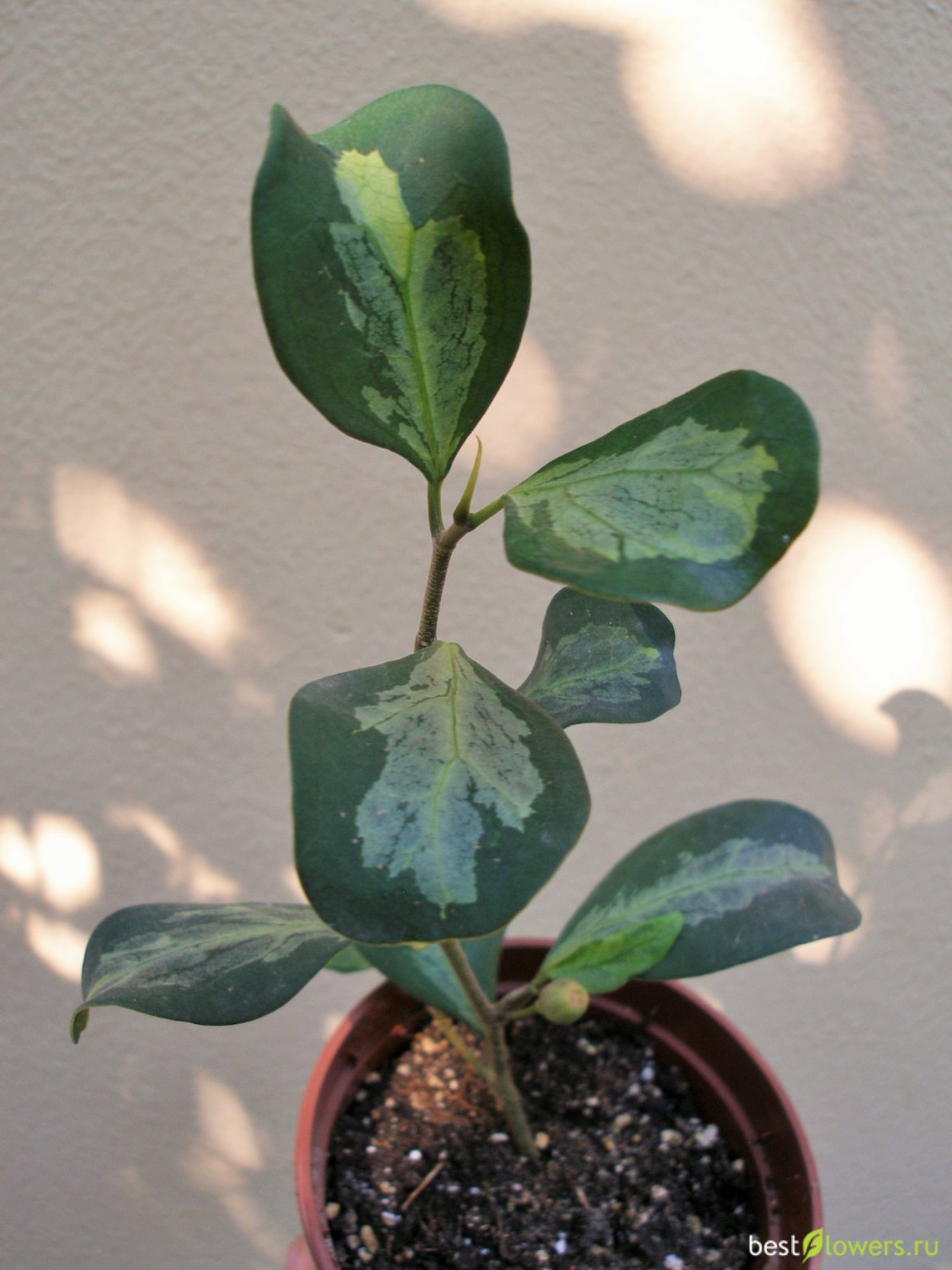 Фикус микрокарпа ретуза Грин