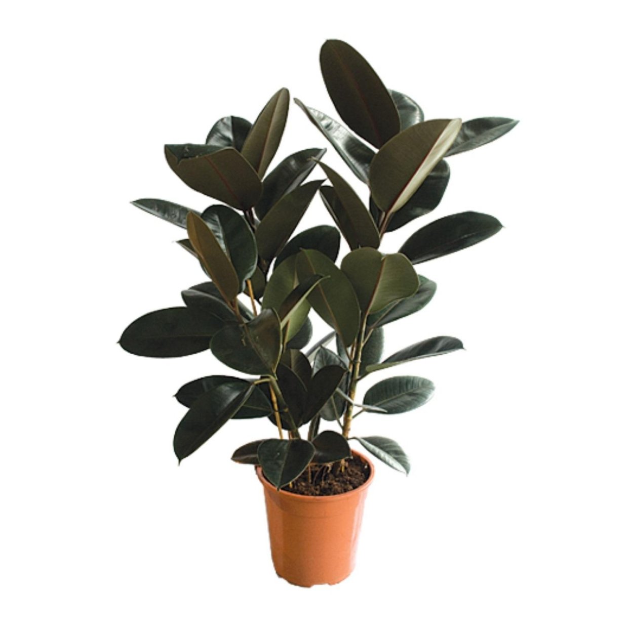 Ficus deltoidea (фикус дельтовидный) .