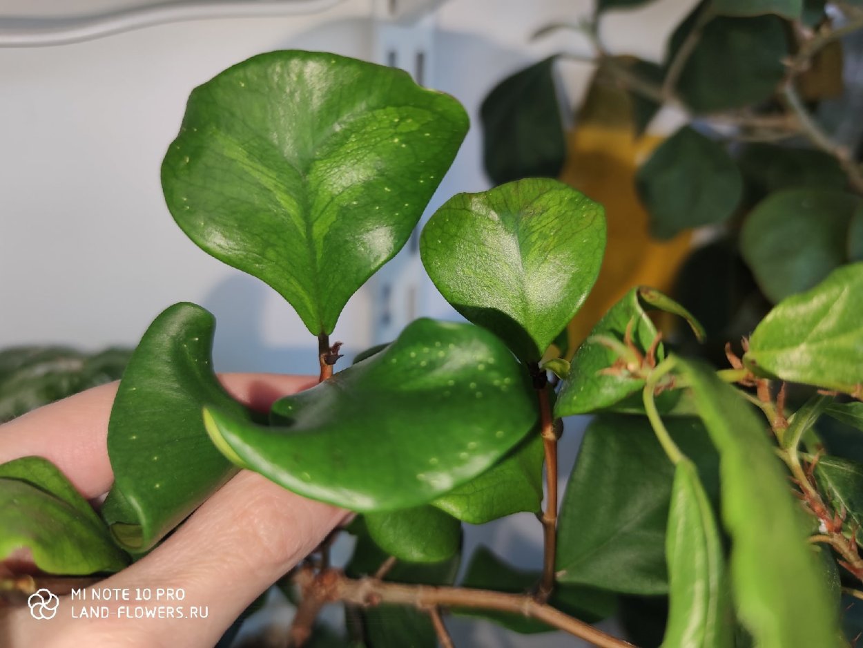 Фикус микрокарпа