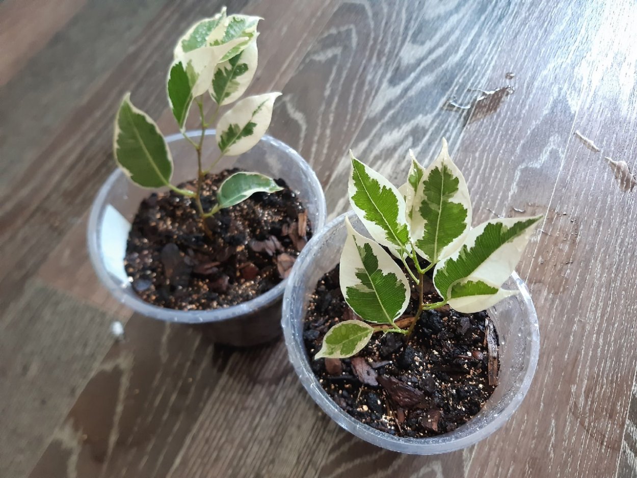 Хойя Карноза Вариегата,Триколор