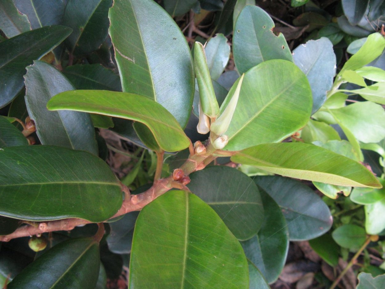 Фикус – Ficus irregularis ‘Sunspray’