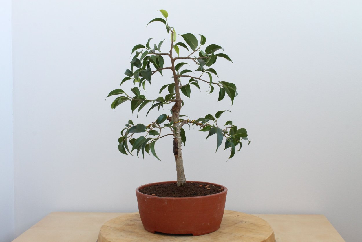 Фикус Бенджамина Вианди