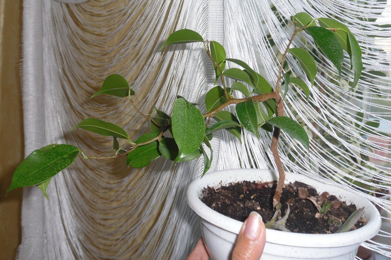 Фикус Бенджамина сорт Наташа