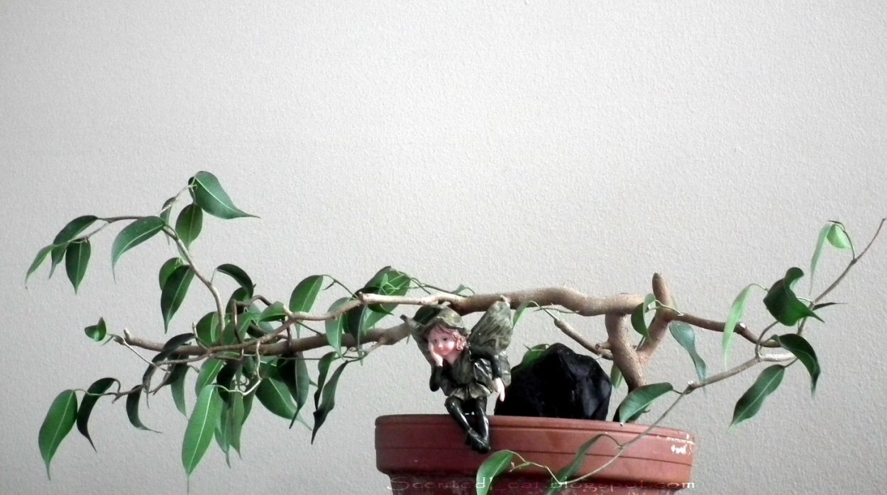 Фикус Бенджамина Вианди