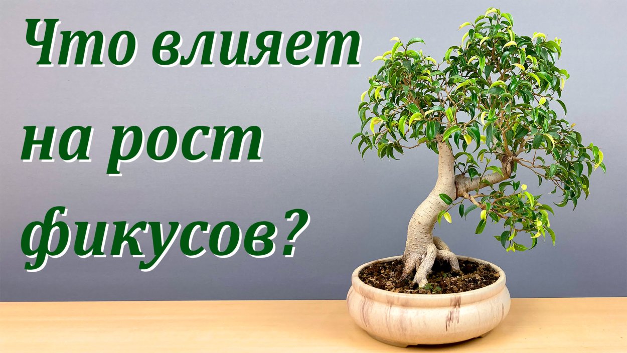 Шеффлера бонсай