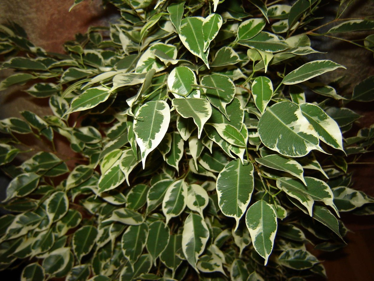 Фикус Бенджамина Мунлайт