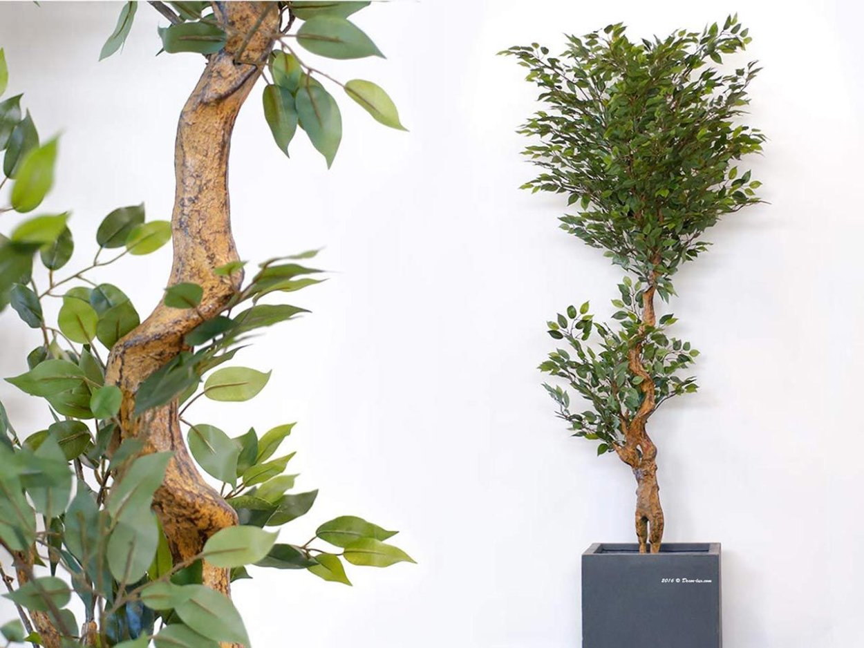 Сорт Голден Моник фикус