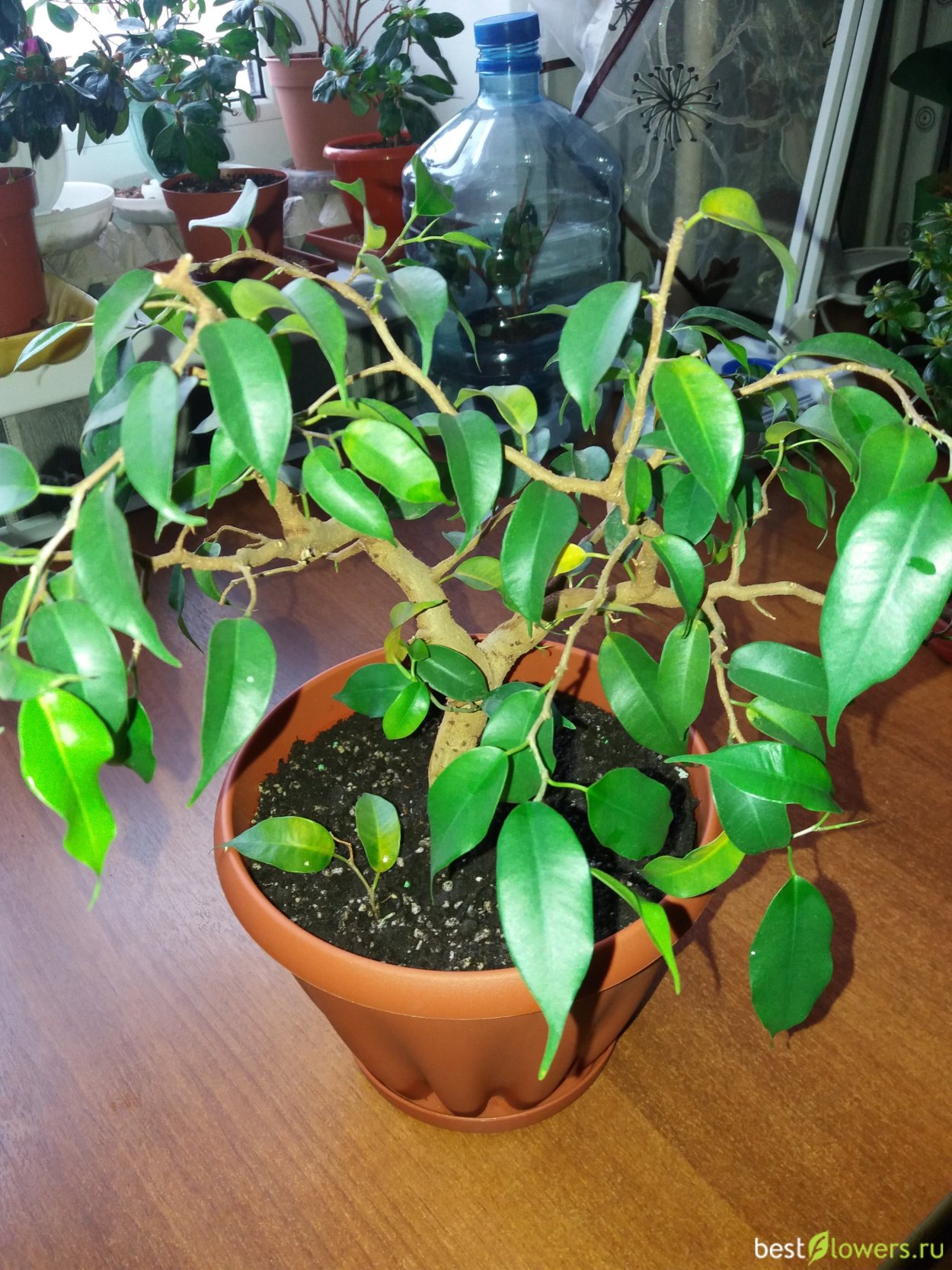 Фикус Бенджамина бонсай