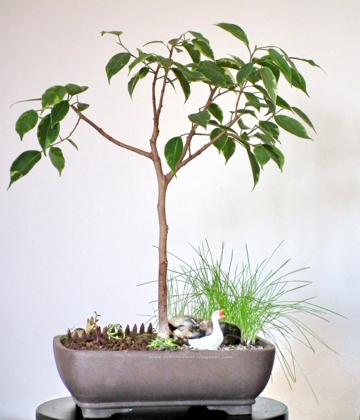 Фикус Вианди Ficus Wiandi