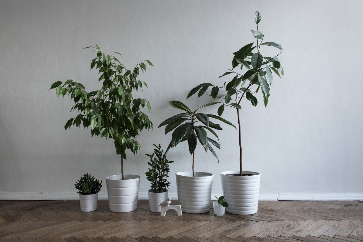 Фикус Бенджамина штамбовый