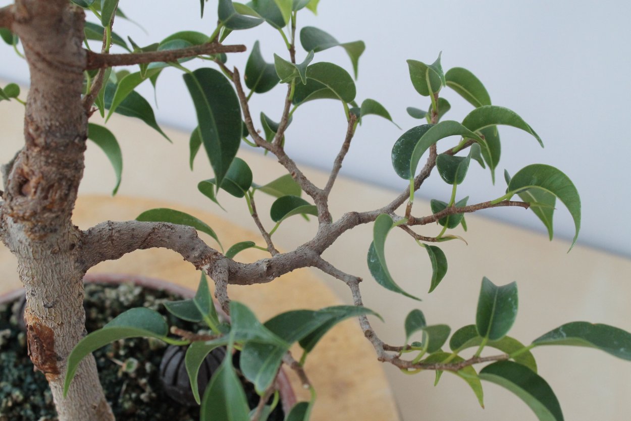 Ficus benjamina l. фикус Бенджамина