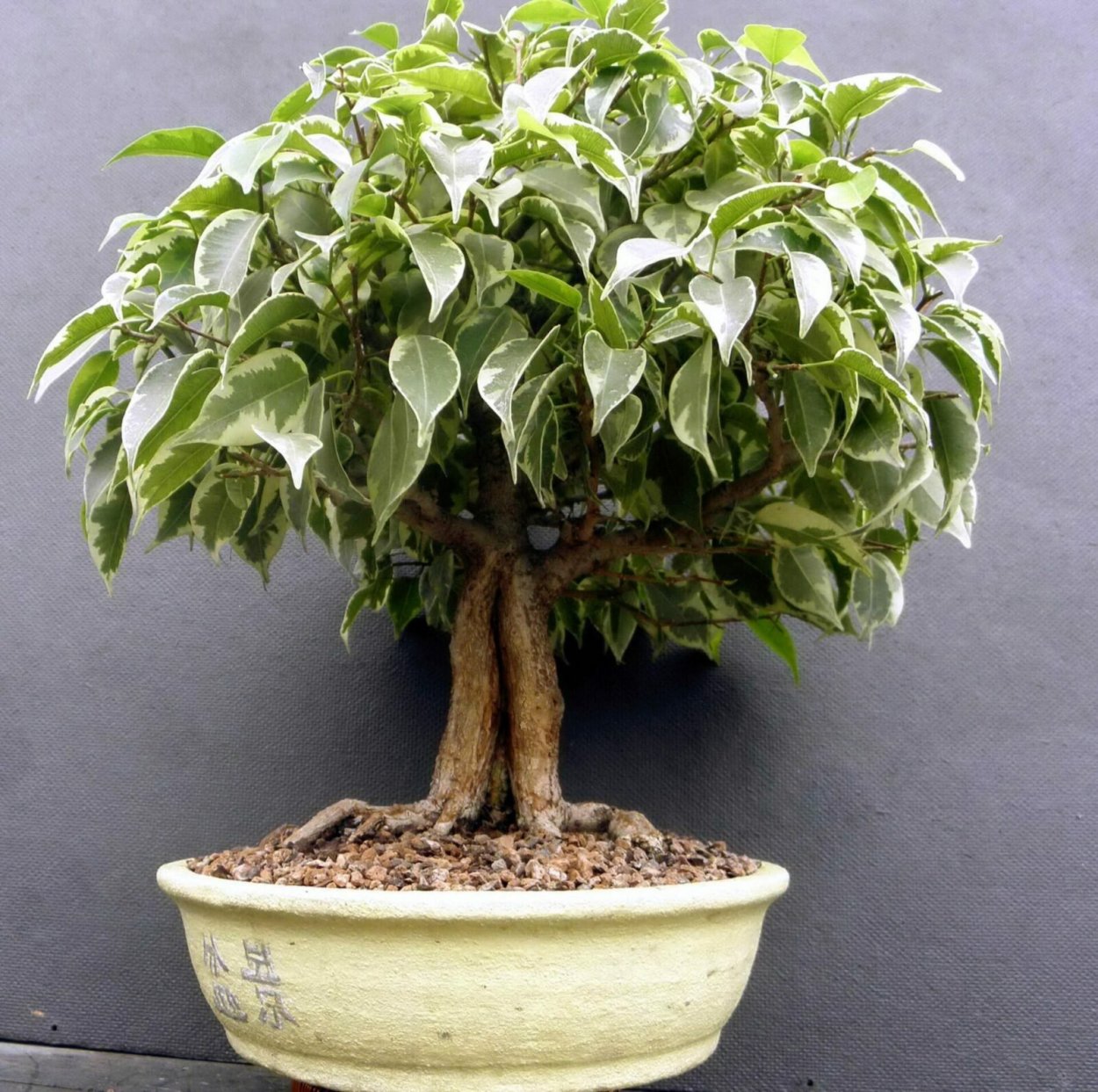 Фикус Бенджамина Вианди