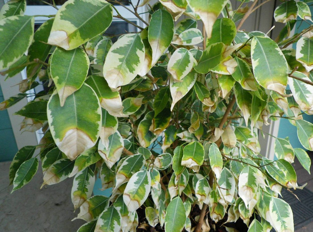 Ficus benjamina Natasja