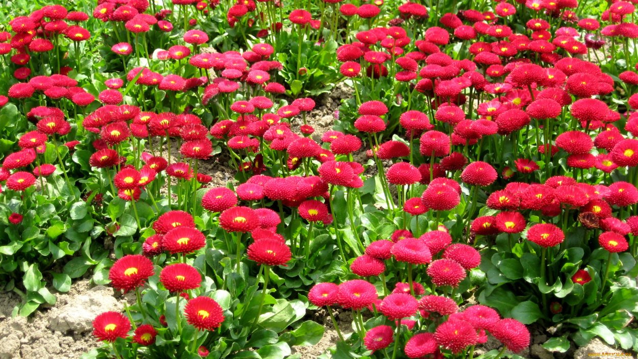 Маргаритки многолетние посадка и уход в открытом