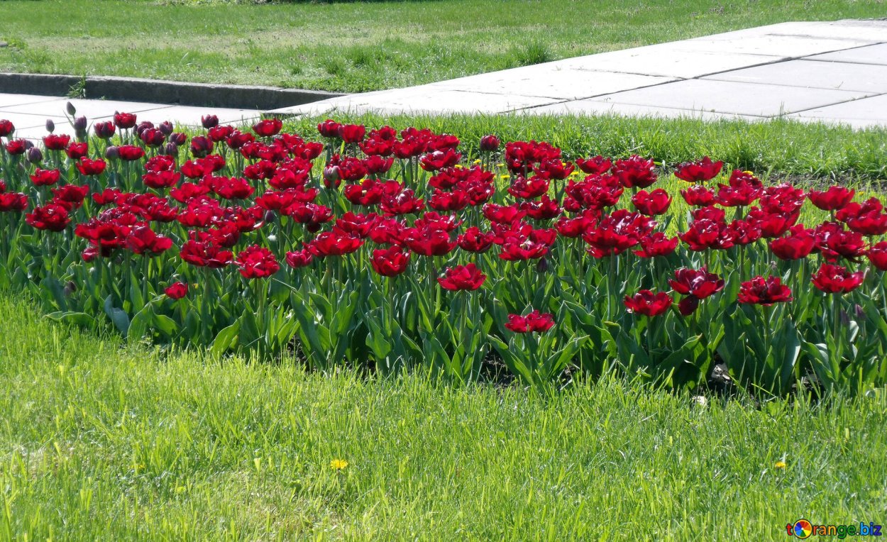 Тюльпан Anfield