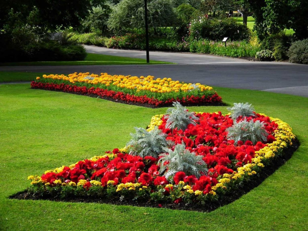 Рабатка Тунберга однолетник