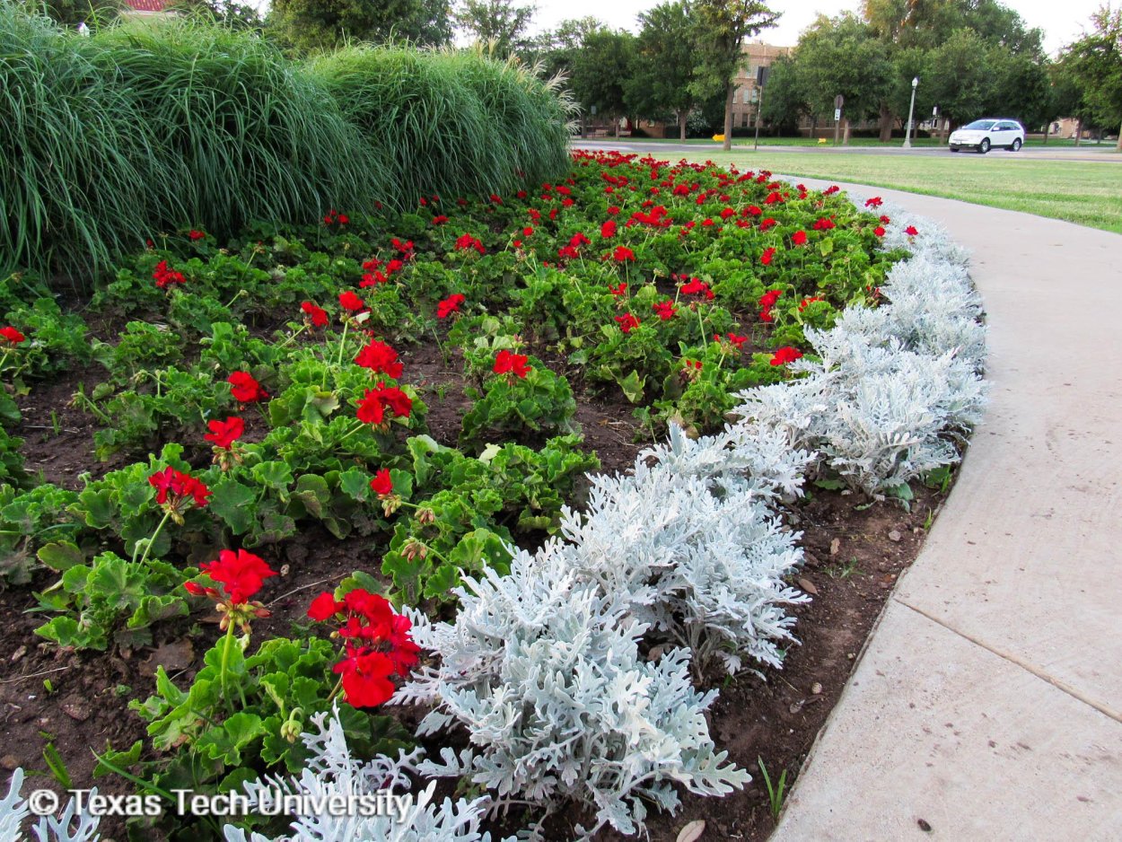 Клумбы бархатцы Сальвия цинерария