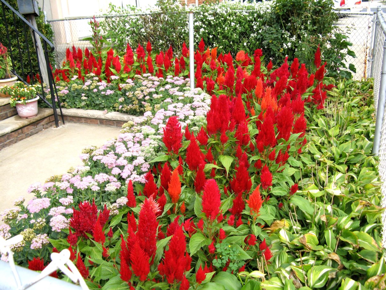 Сальвия перистая