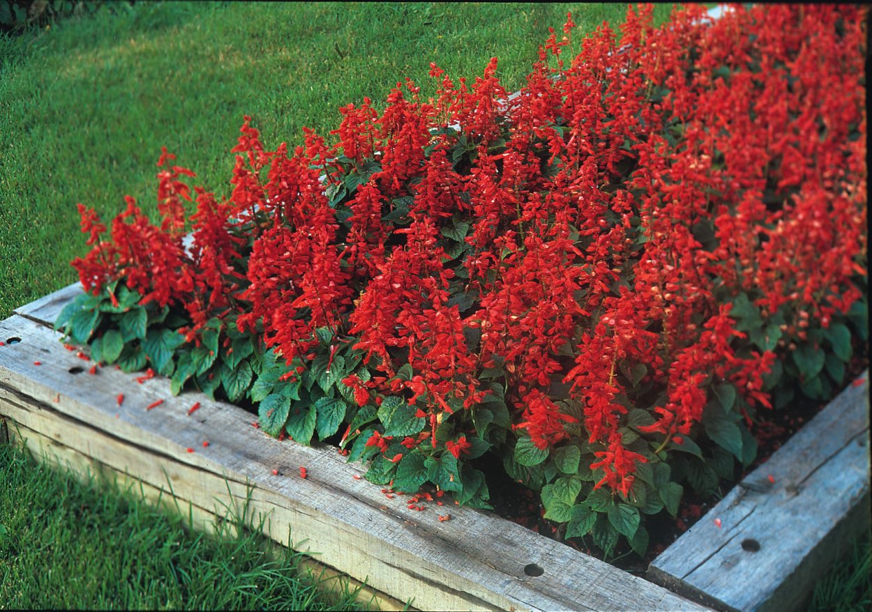 Сальвия Плейона