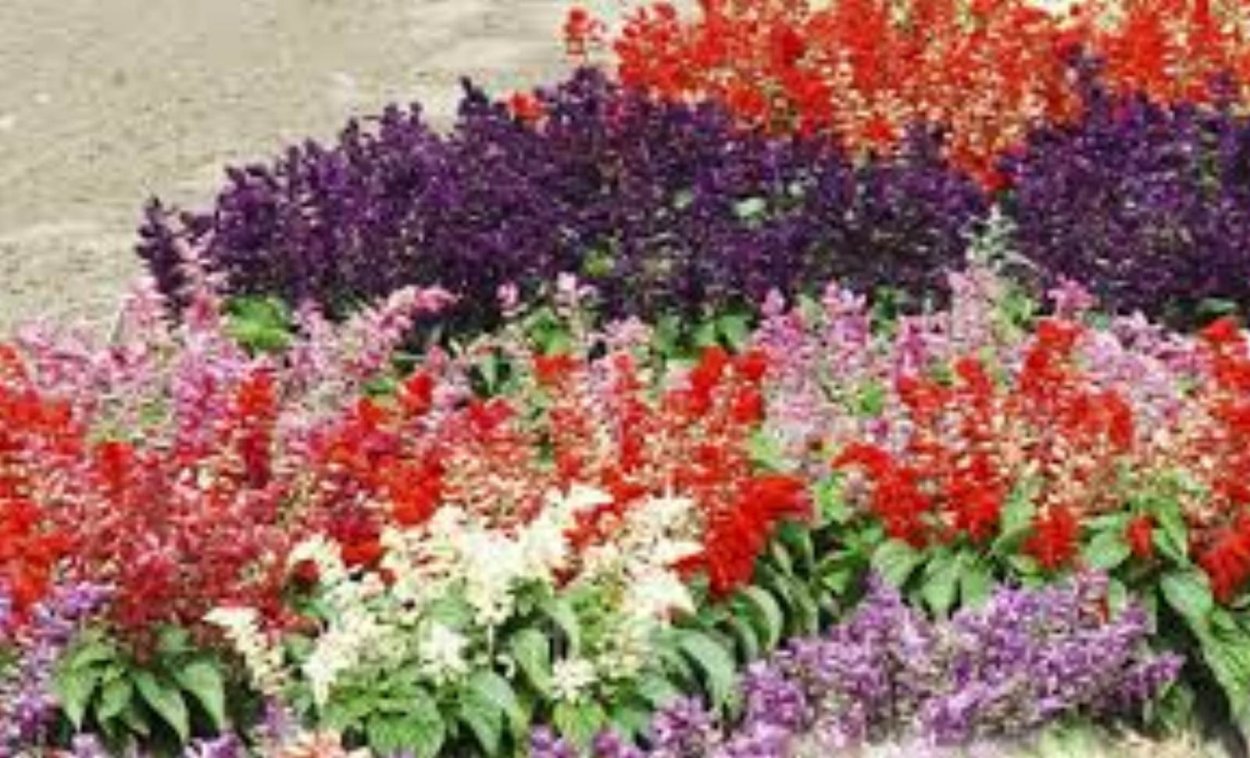 Сальвия Плейона