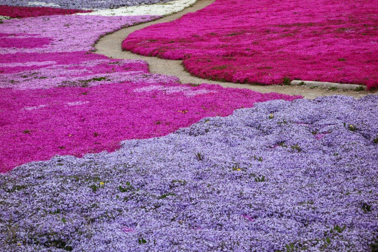 Флокс шиловидный красный