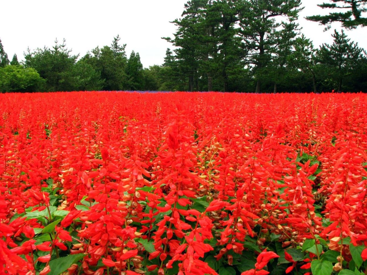 Сальвия шалфей красная