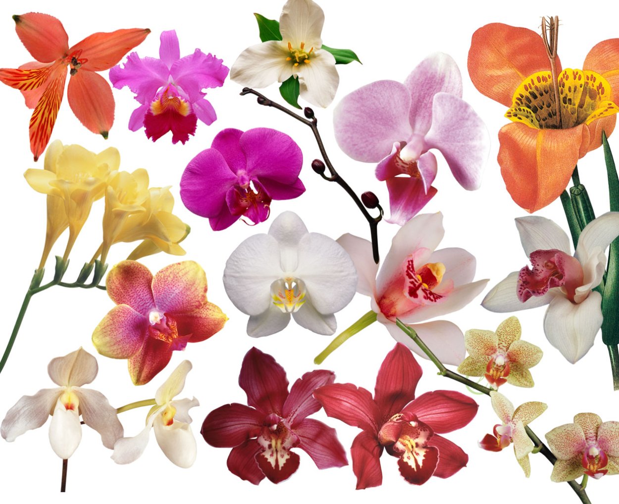 Орхидея вектор контур