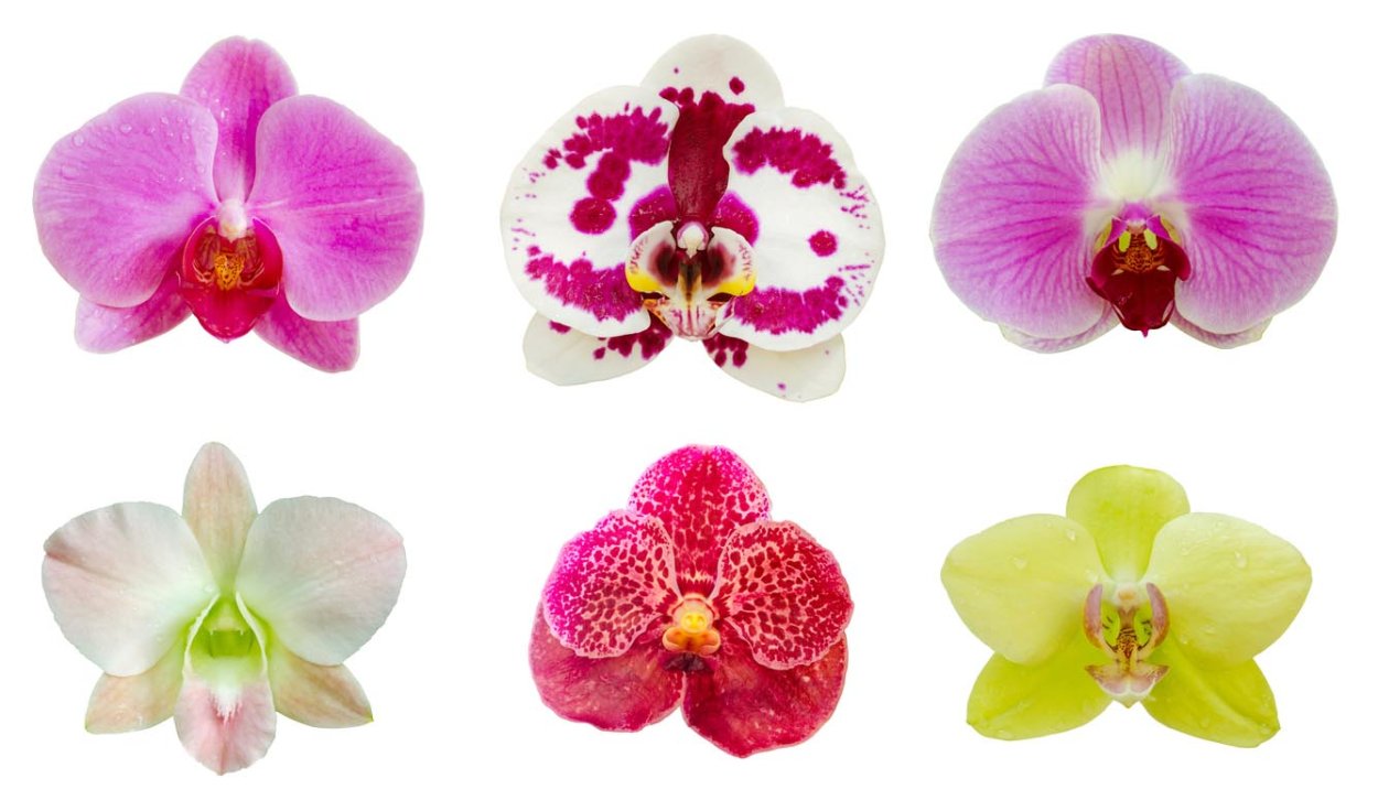 Фаленопсис азиатская Королева