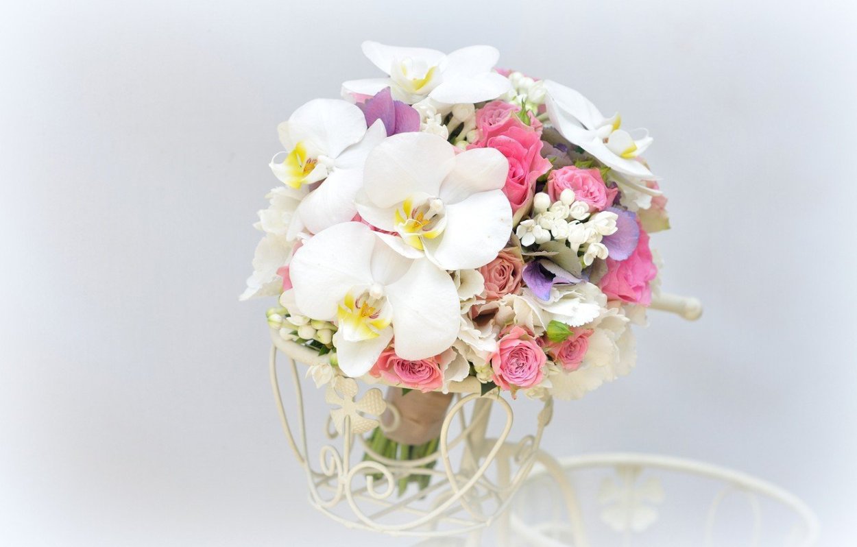 Фаленопсис Blossom