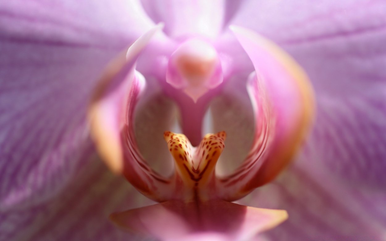 Catasetum integerrimum