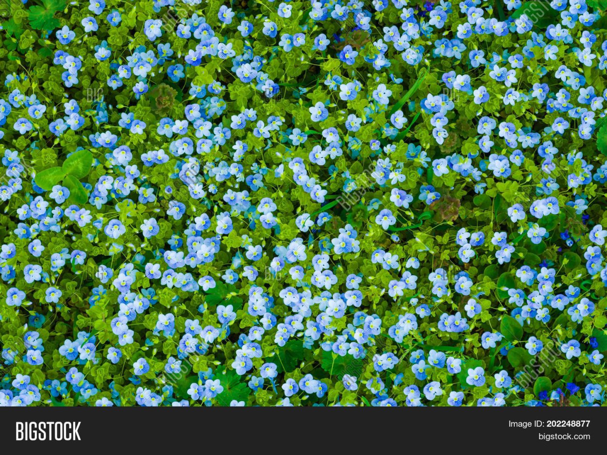 Myosotis chakassica