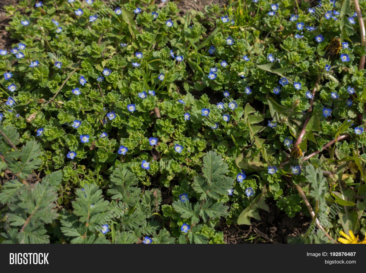 Незабудка Myosotis Myomark