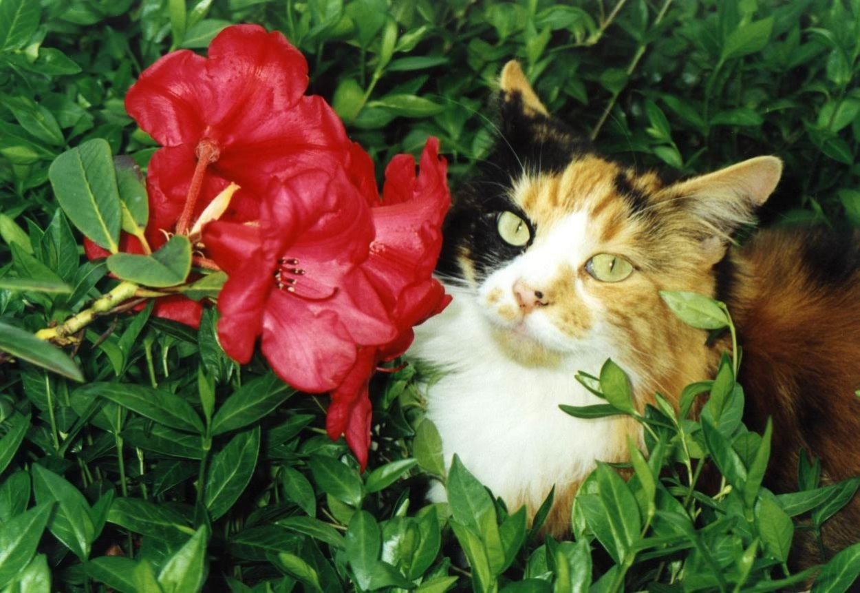 Черный кот на природе