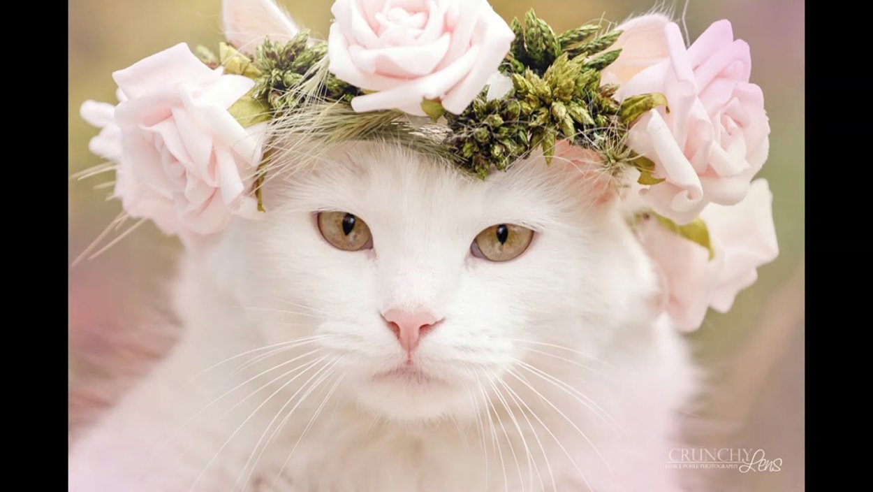 Котик с венком