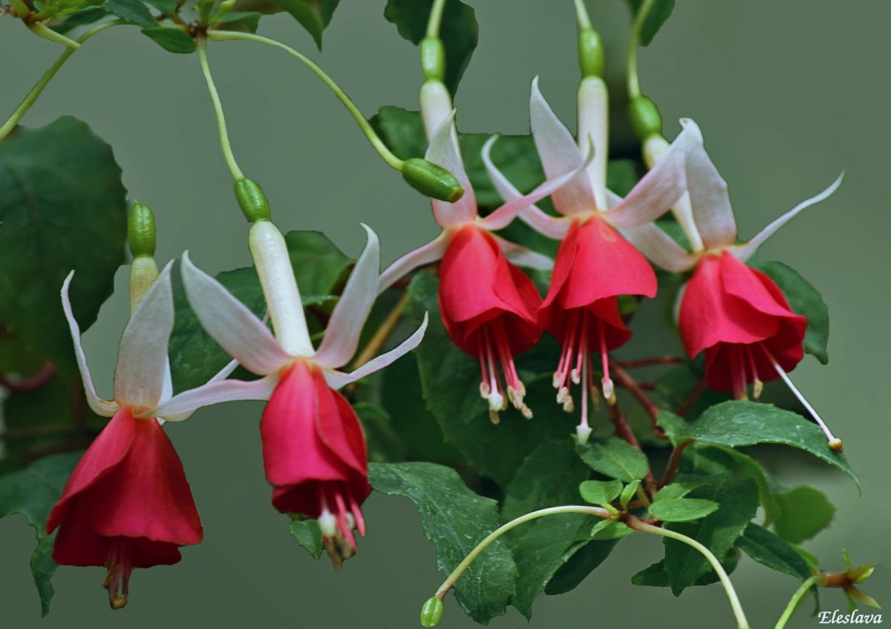 Лапажерия растение