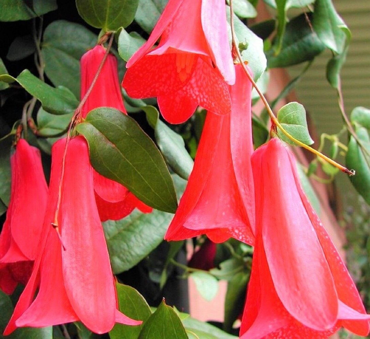 Растение колерия