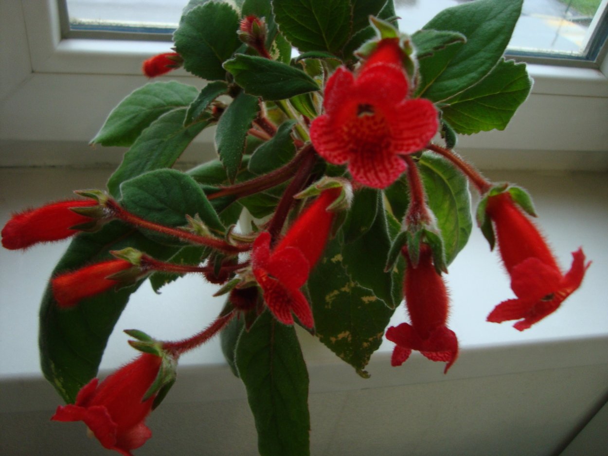 Колумнея microphylla