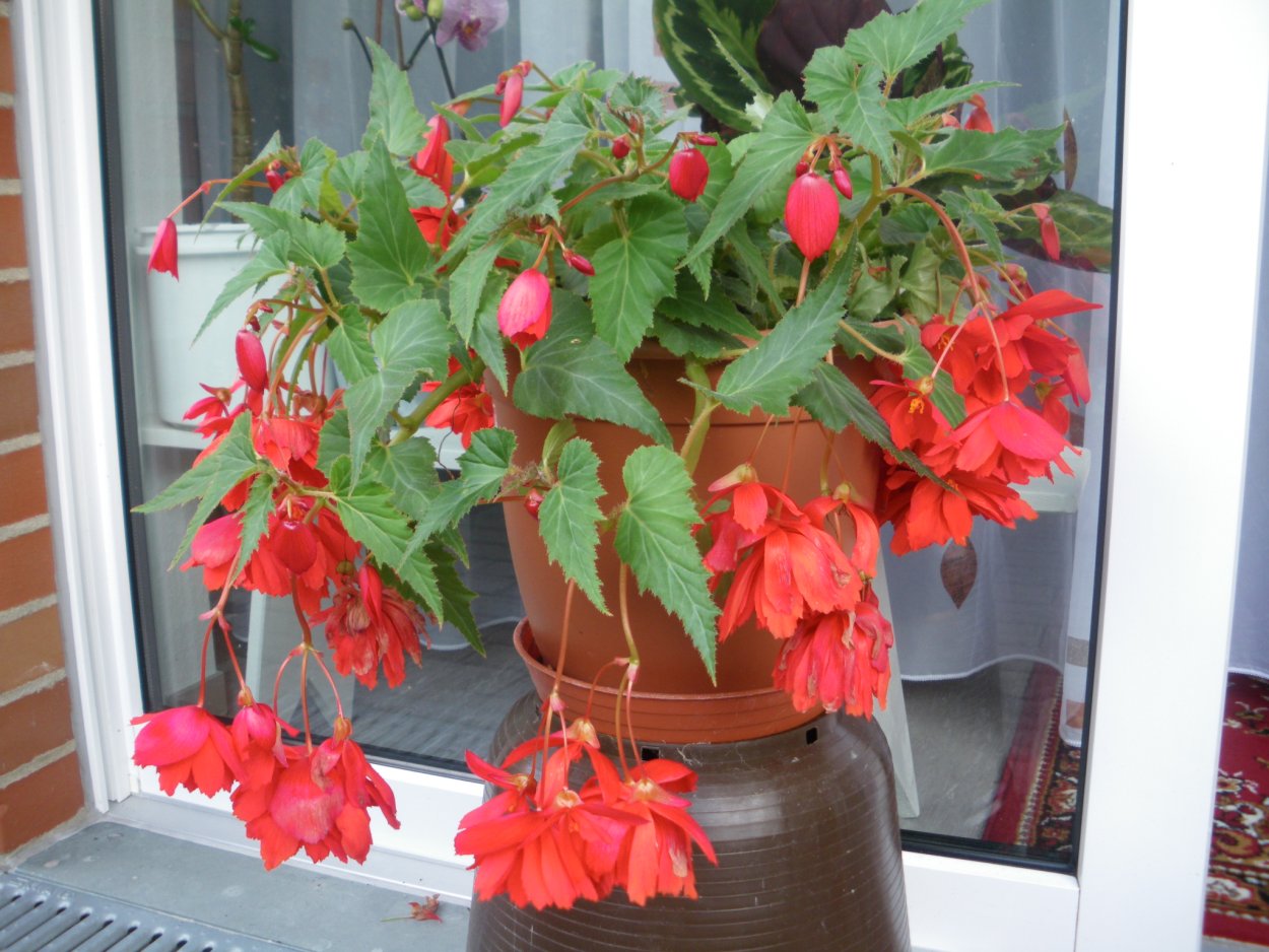 Фуксия красная ампельная