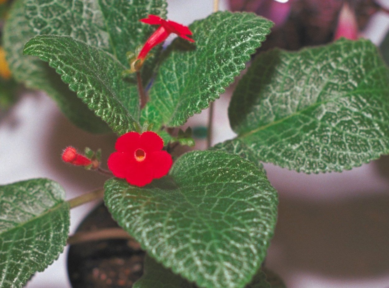 Эсхинантус колумнея