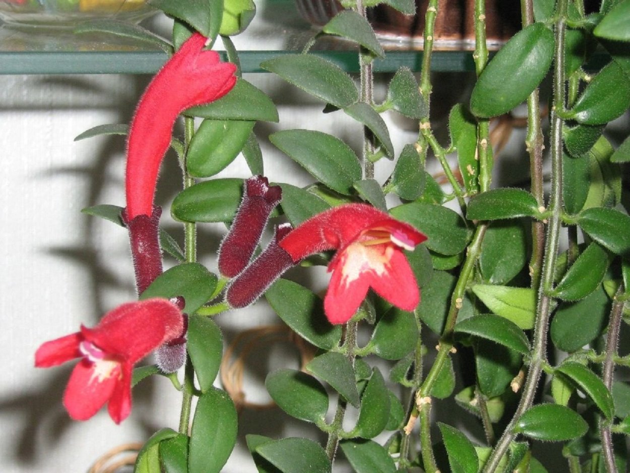 Фуксия Eureka Red