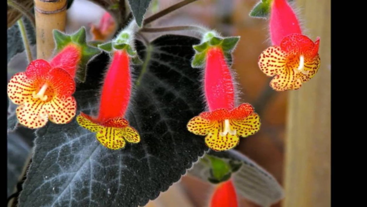 Калерия ампельная