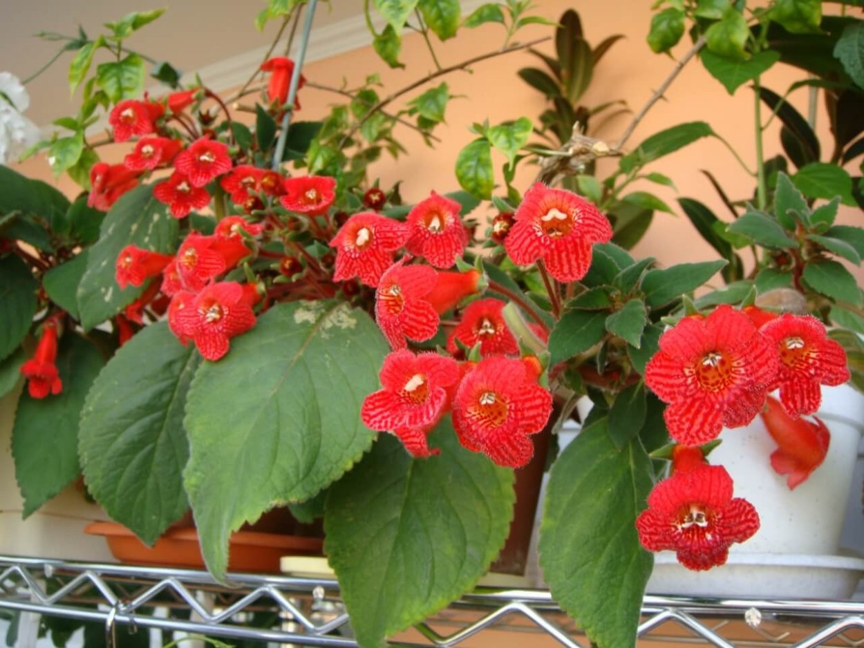 Пуасентия бордо