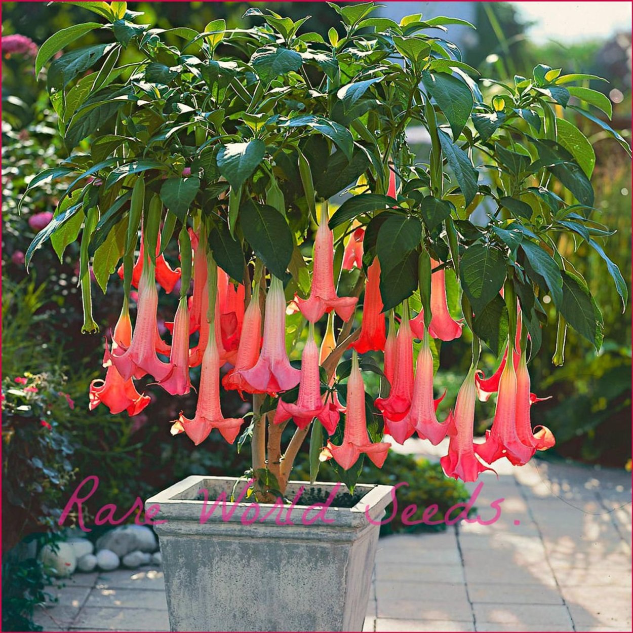 Фуксия цветок ампельная