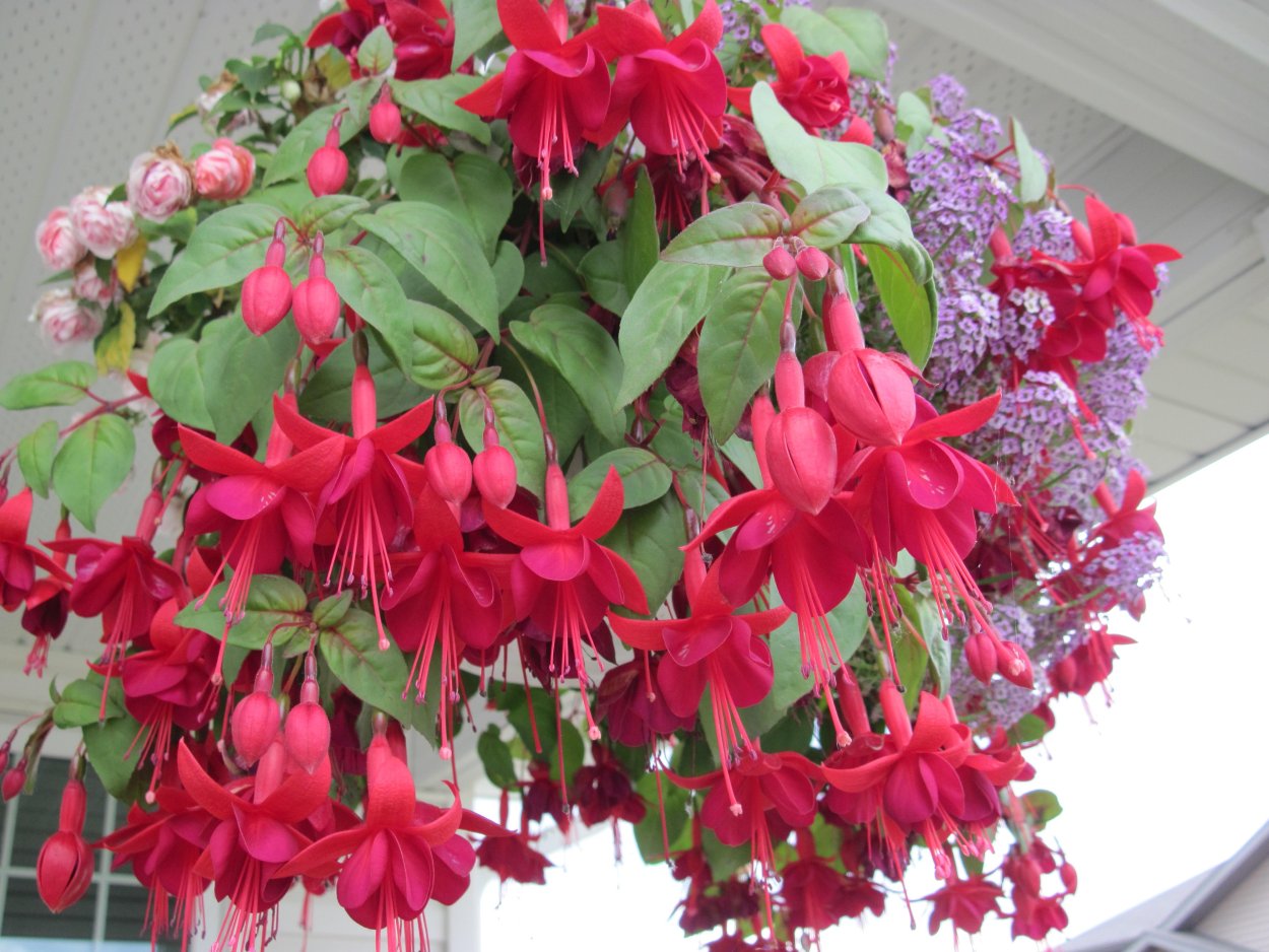 Фуксия кистевидная